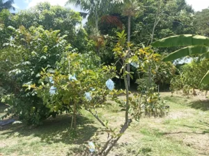 Finca en Matapalo - Palmira
